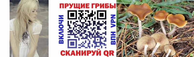 Галлюциногенные грибы прущие грибы Урус-Мартан